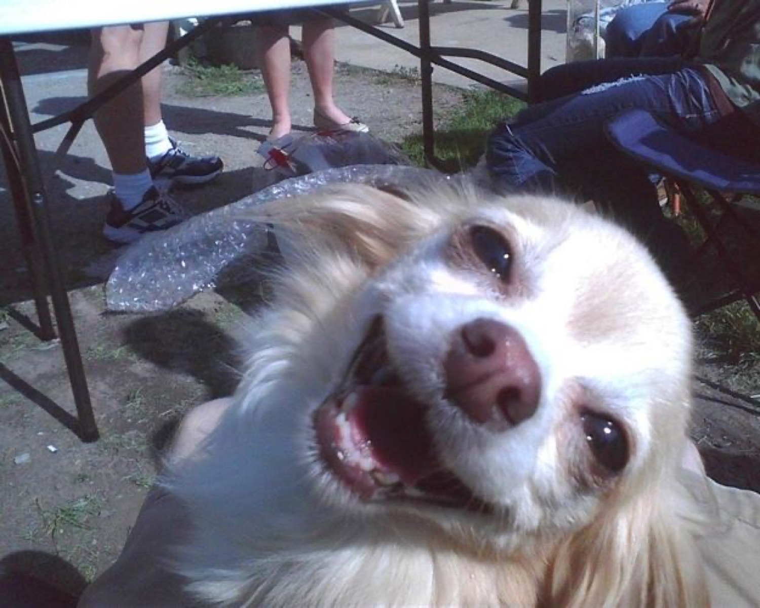 Fluffy cream dog grinning wildly up at the camera under an outdoor table