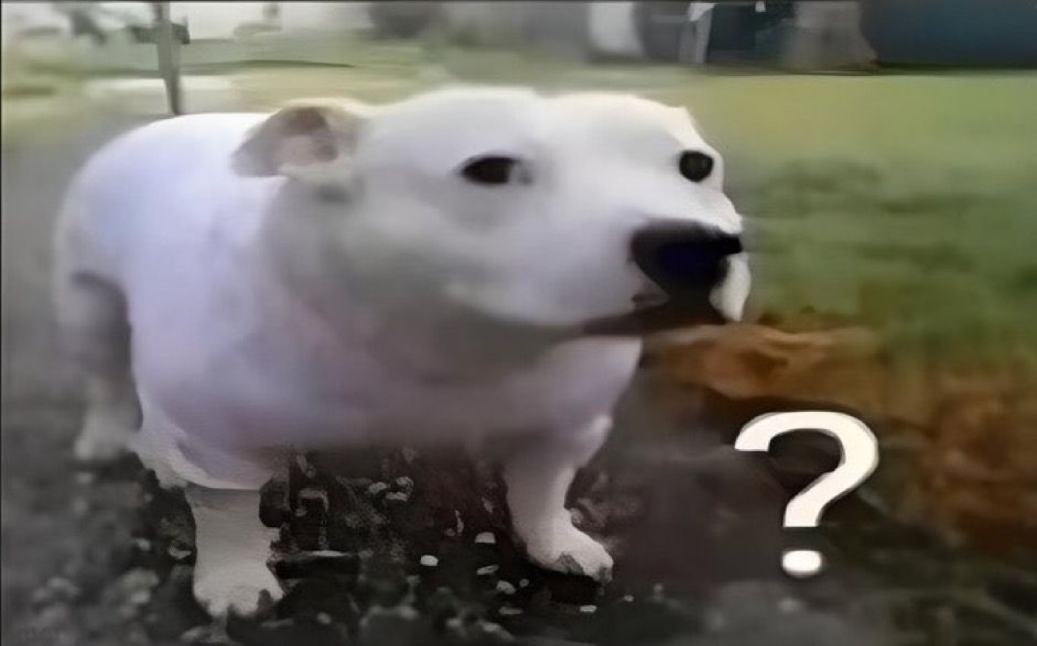 Chunky white dog standing in a muddy field with a blank, confused look and a big '?'