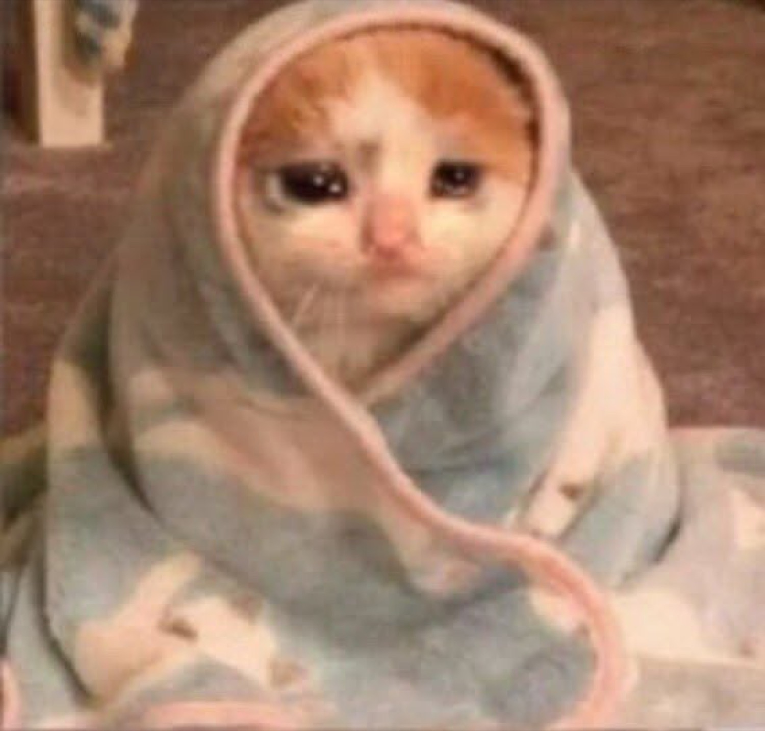 Teary-eyed cat wrapped up in a blanket looking utterly miserable