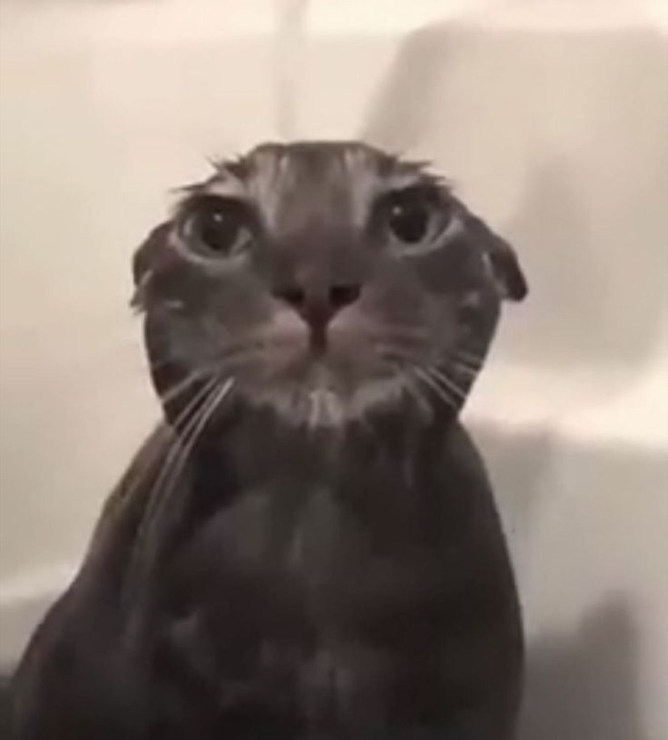 Wet grey cat sitting in a tub staring flatly into the camera
