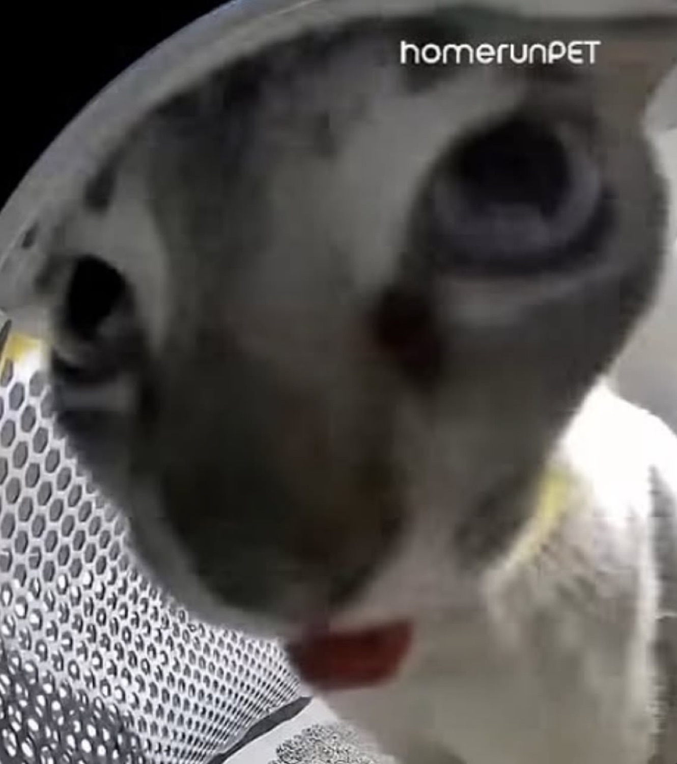 Cat leaning way into the camera with huge shocked eyes, 'homerunPET' watermark