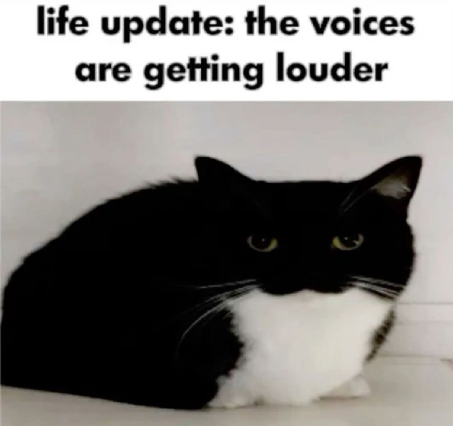 Tuxedo cat loafed up with a dead stare, captioned 'the voices are getting louder'