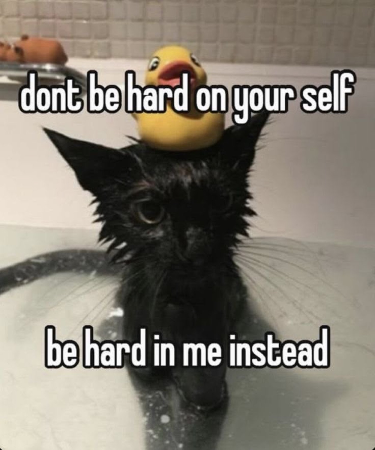 Wet black kitten with a rubber duck on its head, text reads 'be hard in me instead'