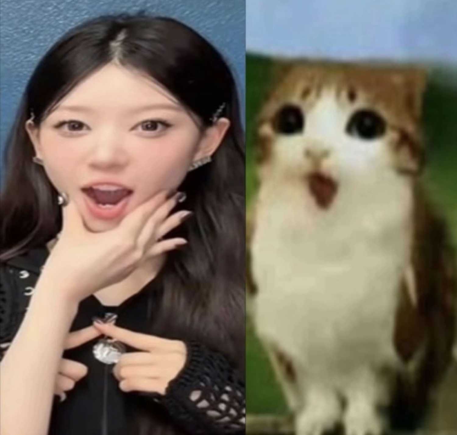 Split shot of a gasping idol next to a wide-eyed cat making the exact same face