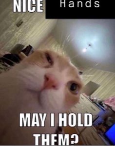 Blurry cat leaning into the camera captioned 'nice hands, may I hold them?'