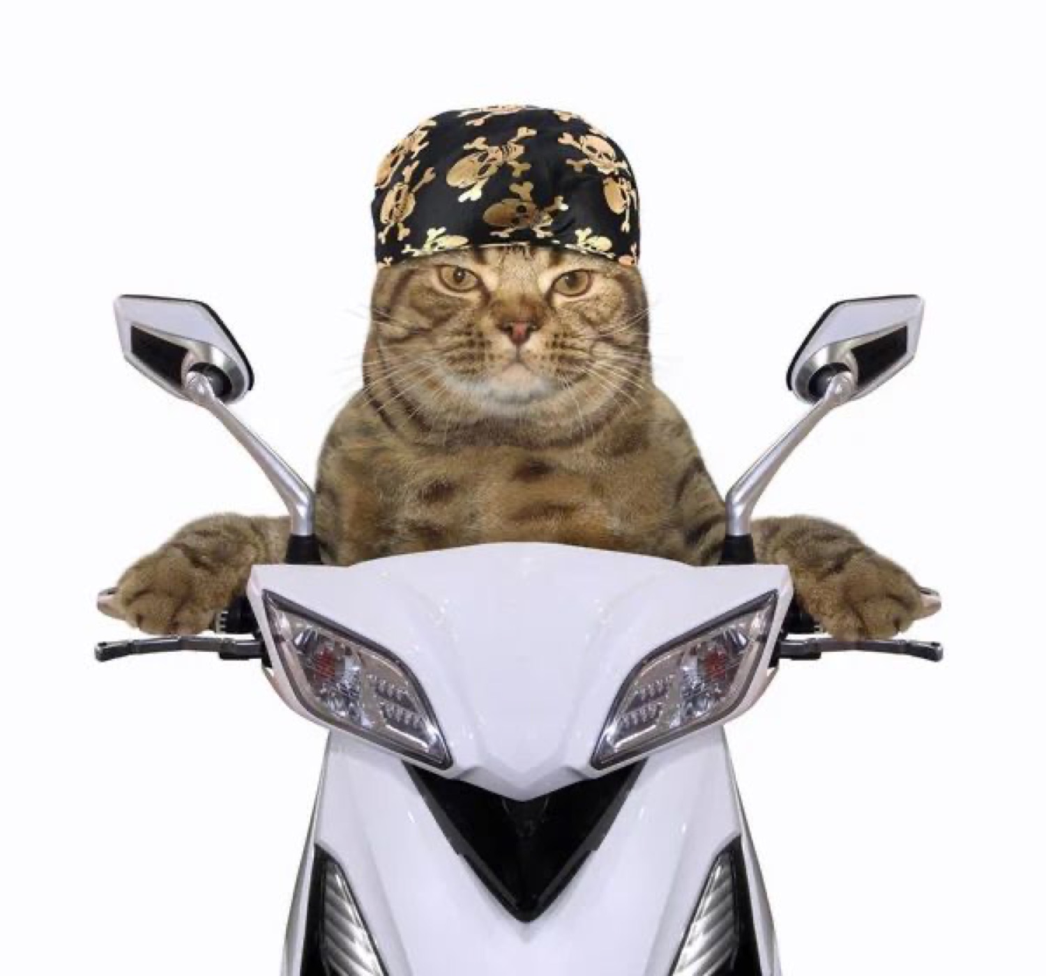 Cat in a bandana riding a white scooter