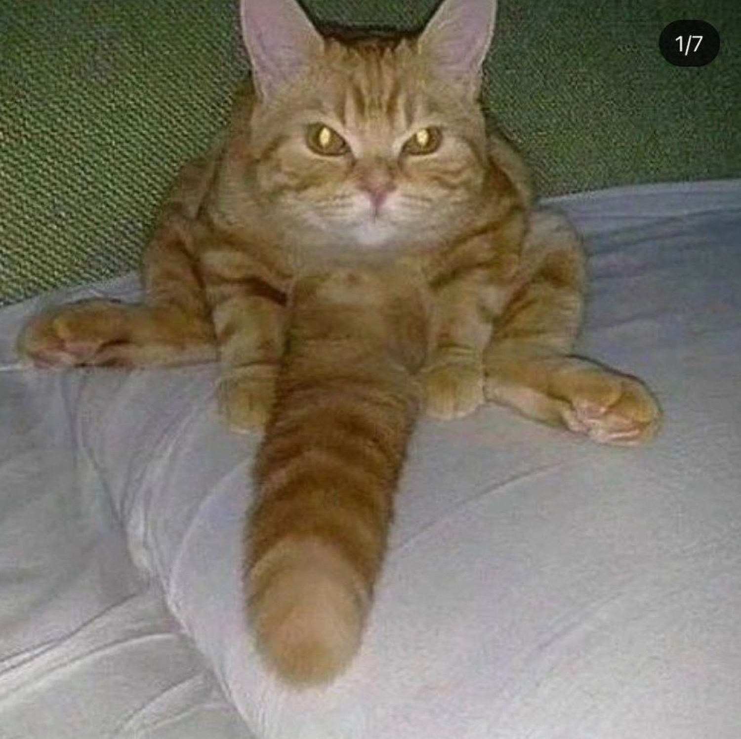 Orange tabby cat lounging with paws splayed and a narrowed judging stare