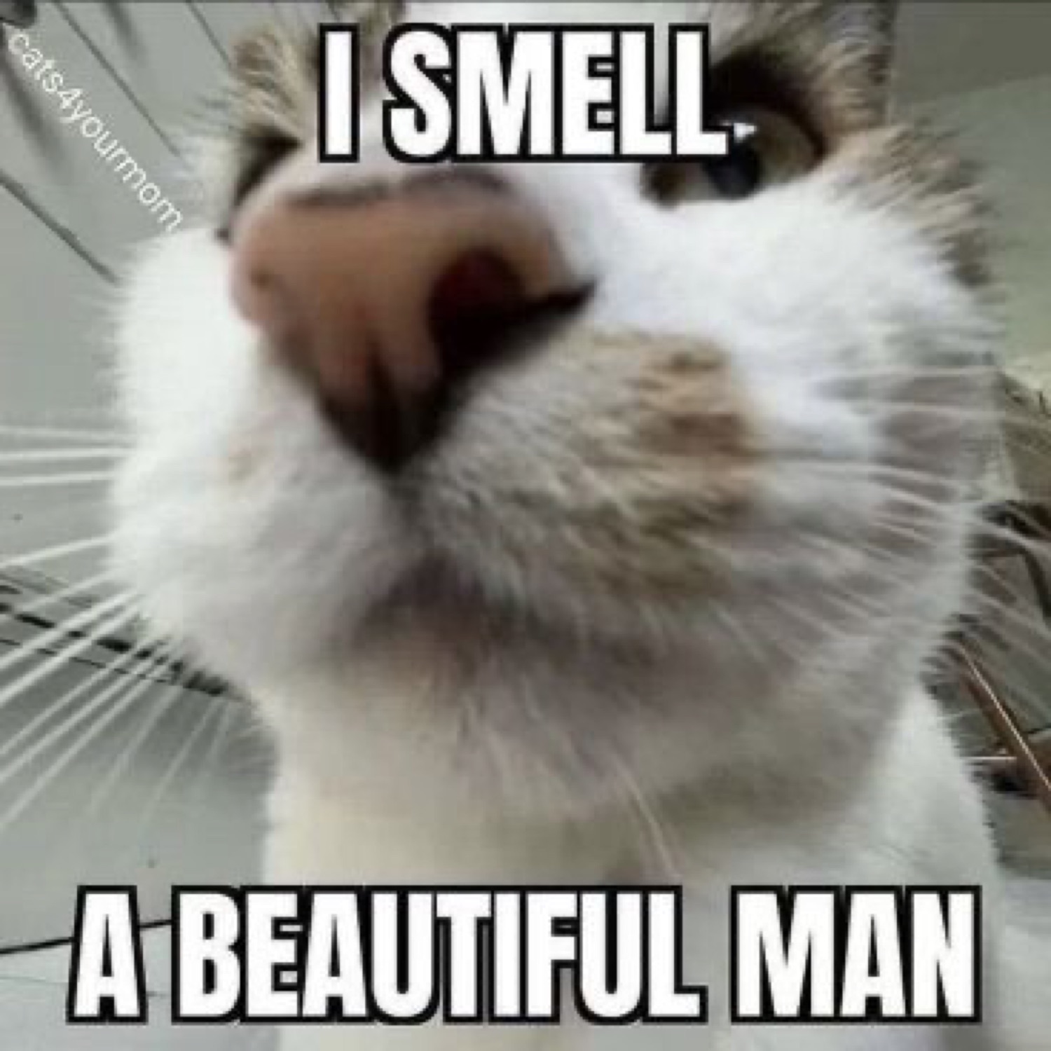 Cat pressed to glass with tongue out captioned 'I smell a beautiful man'