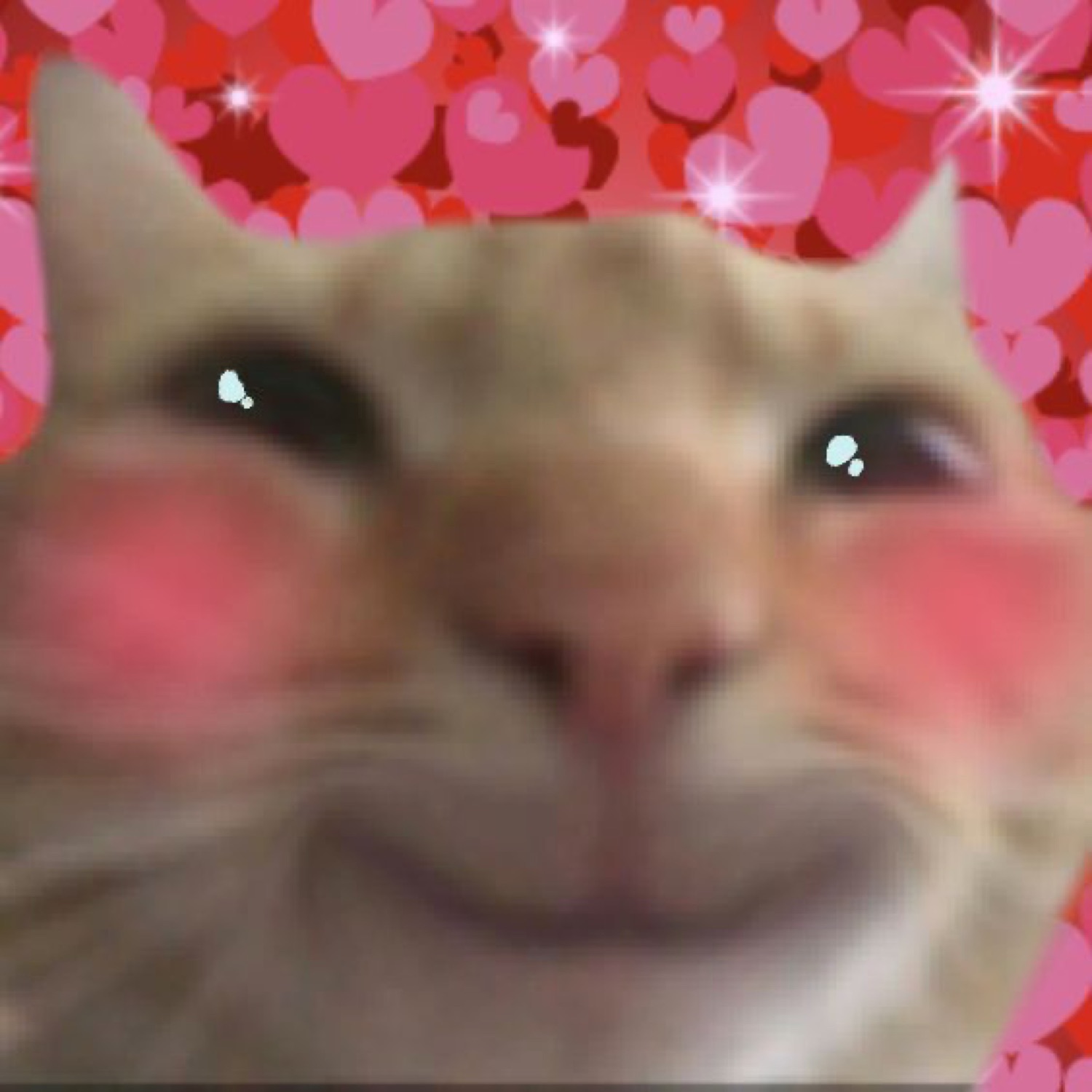 Blushing orange cat giving a smitten smirk against a pink heart background