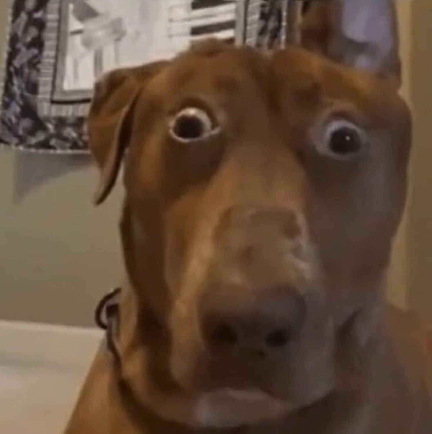 Brown dog with wide, worried eyes staring straight at the camera