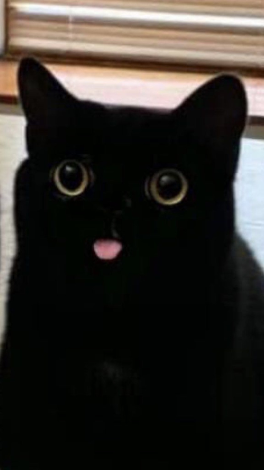 Black cat with wide round eyes and a tiny tongue blep