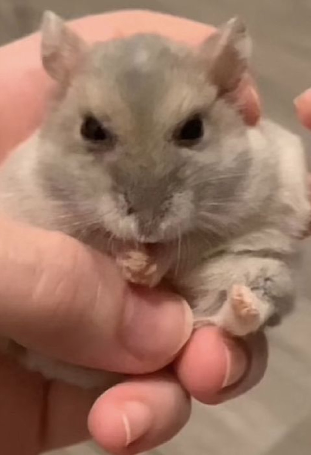 Tiny gerbil held in a hand, nibbling with a flat unimpressed stare