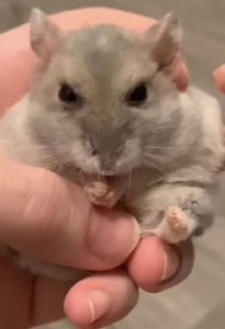 Tiny gerbil held in a hand, nibbling with a flat unimpressed stare
