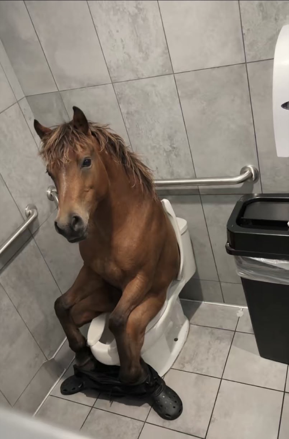 Horse sitting on a toilet in a stall