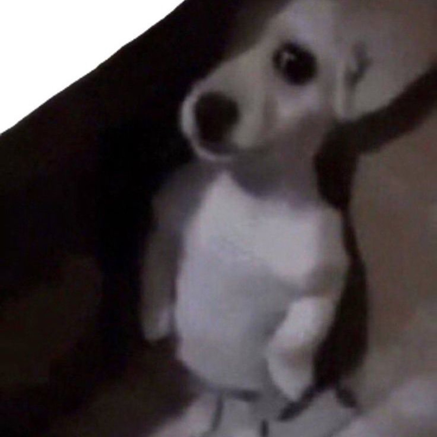 Small white dog standing upright in a dark room, staring right at you
