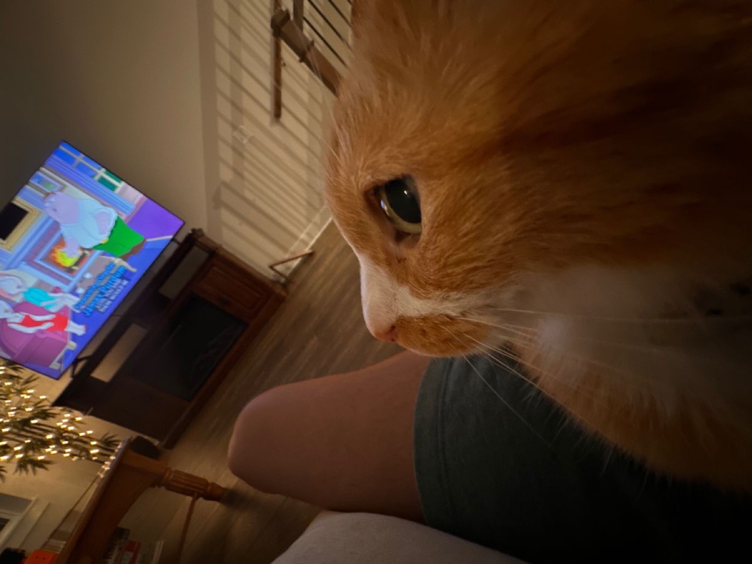 An orange cat in profile staring intently across a cozy living room at night