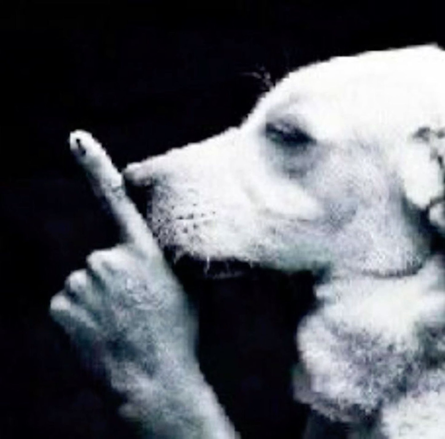Black-and-white dog held up next to a hand flipping the middle finger