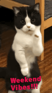 Black and white cat standing on its hind legs dancing, "Weekend vibes!!!"