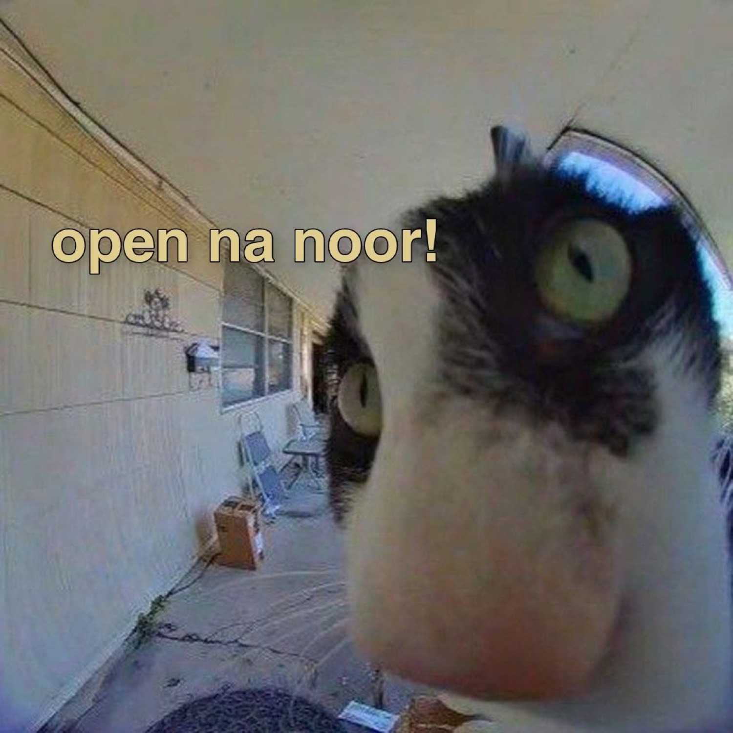 Cat pressing its face into a fisheye doorbell camera under 'open na noor!'