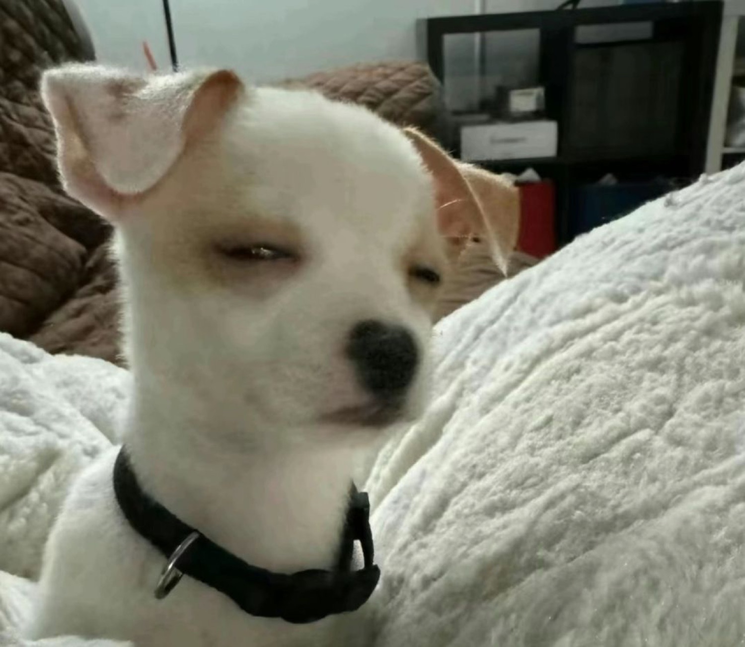 White Chihuahua with eyes half-closed lounging on a bed, absolutely unbothered