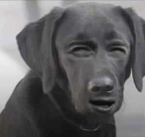 Black Labrador with an eerily human-like face staring sideways in a black and white photo