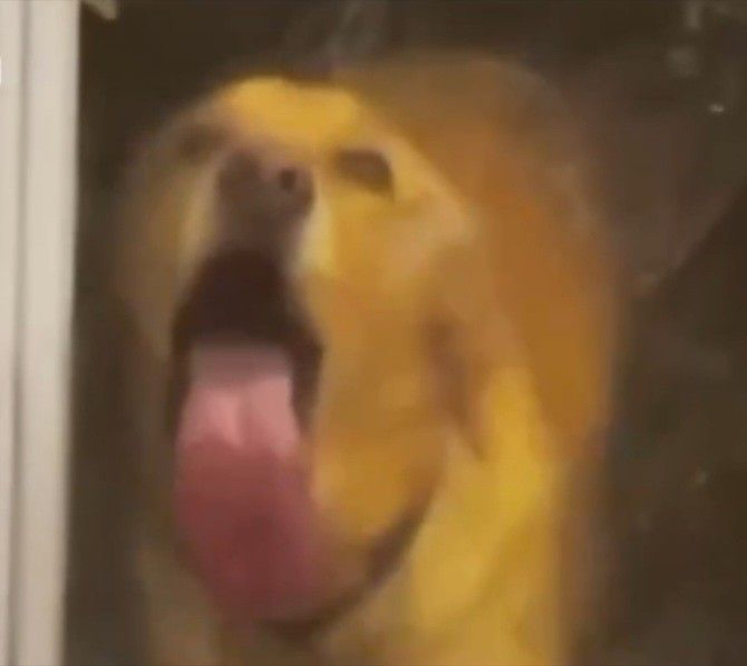 Golden dog pressed against glass with its mouth wide open and tongue out, mid-scream