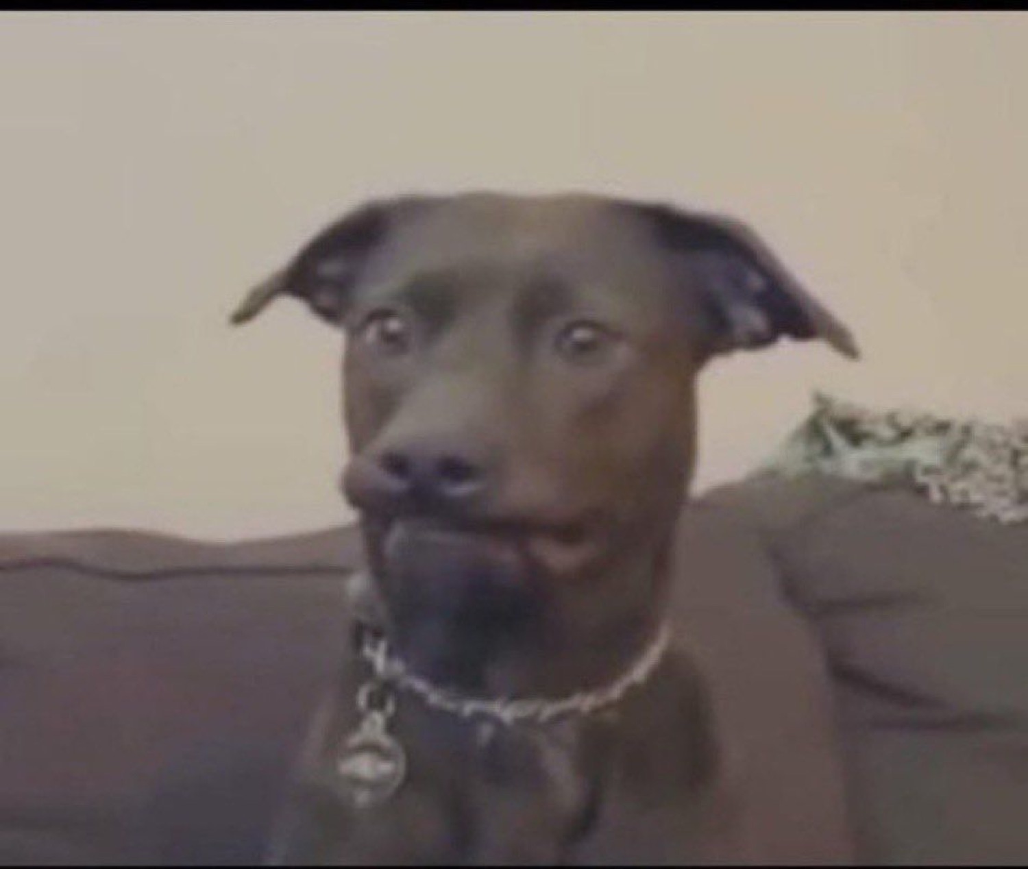 Dark lab mix on a couch giving the most deeply disapproving side-mouth face