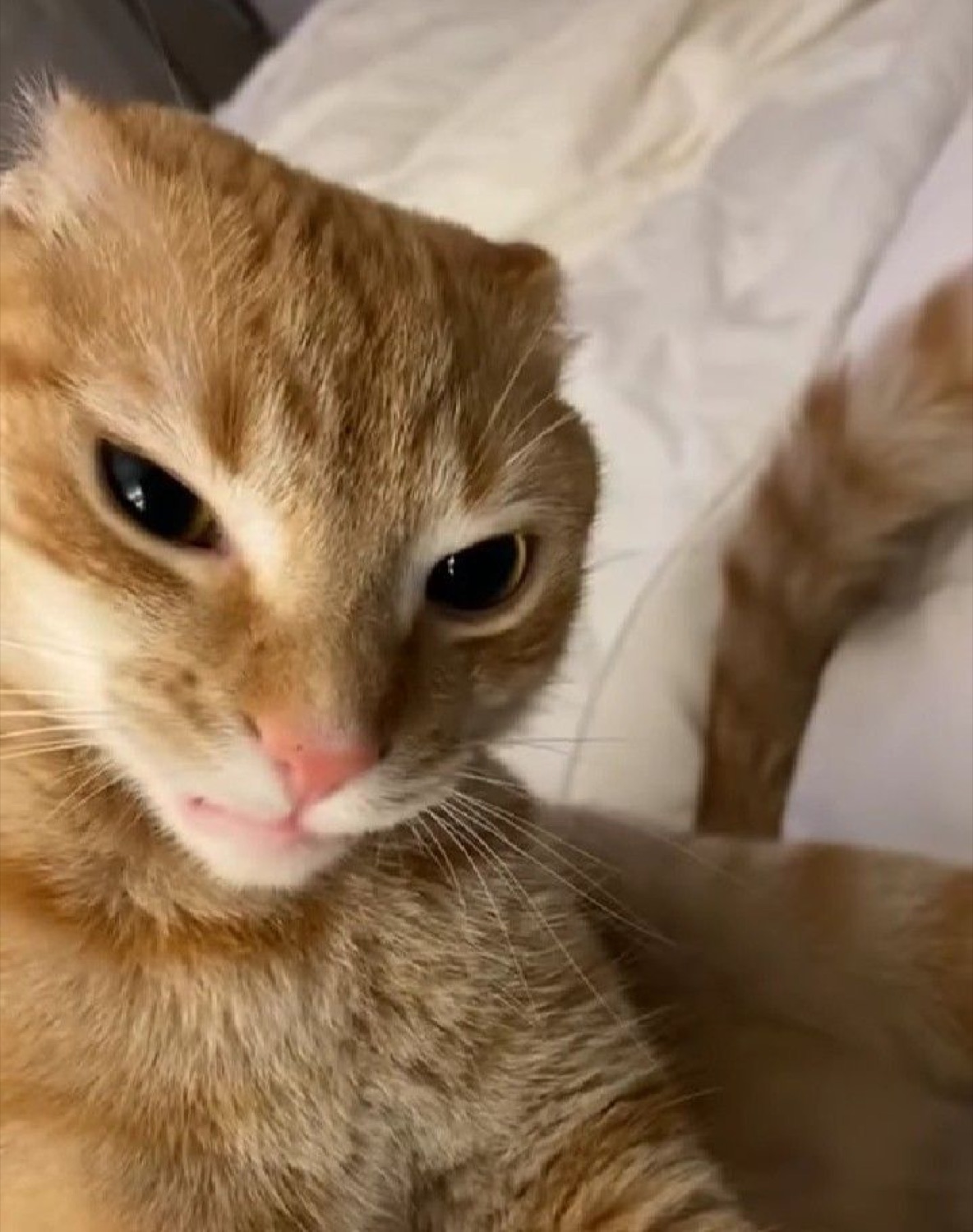 Orange cat with ears folded back giving a deeply unimpressed, over-it stare