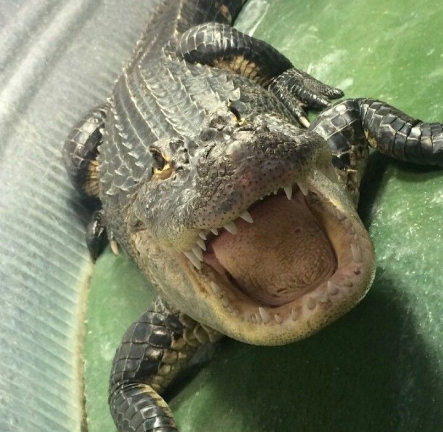 Alligator lying on its back with its mouth wide open, laughing hysterically