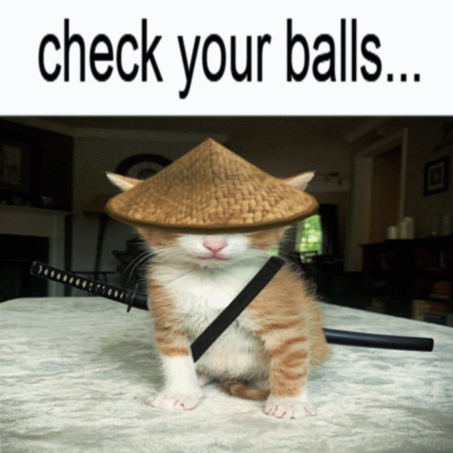 Samurai kitten in a straw hat with a sword, deadpan under 'check your balls...'