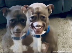 Two bulldogs side by side — one blank, one grinning with human-like teeth via face swap