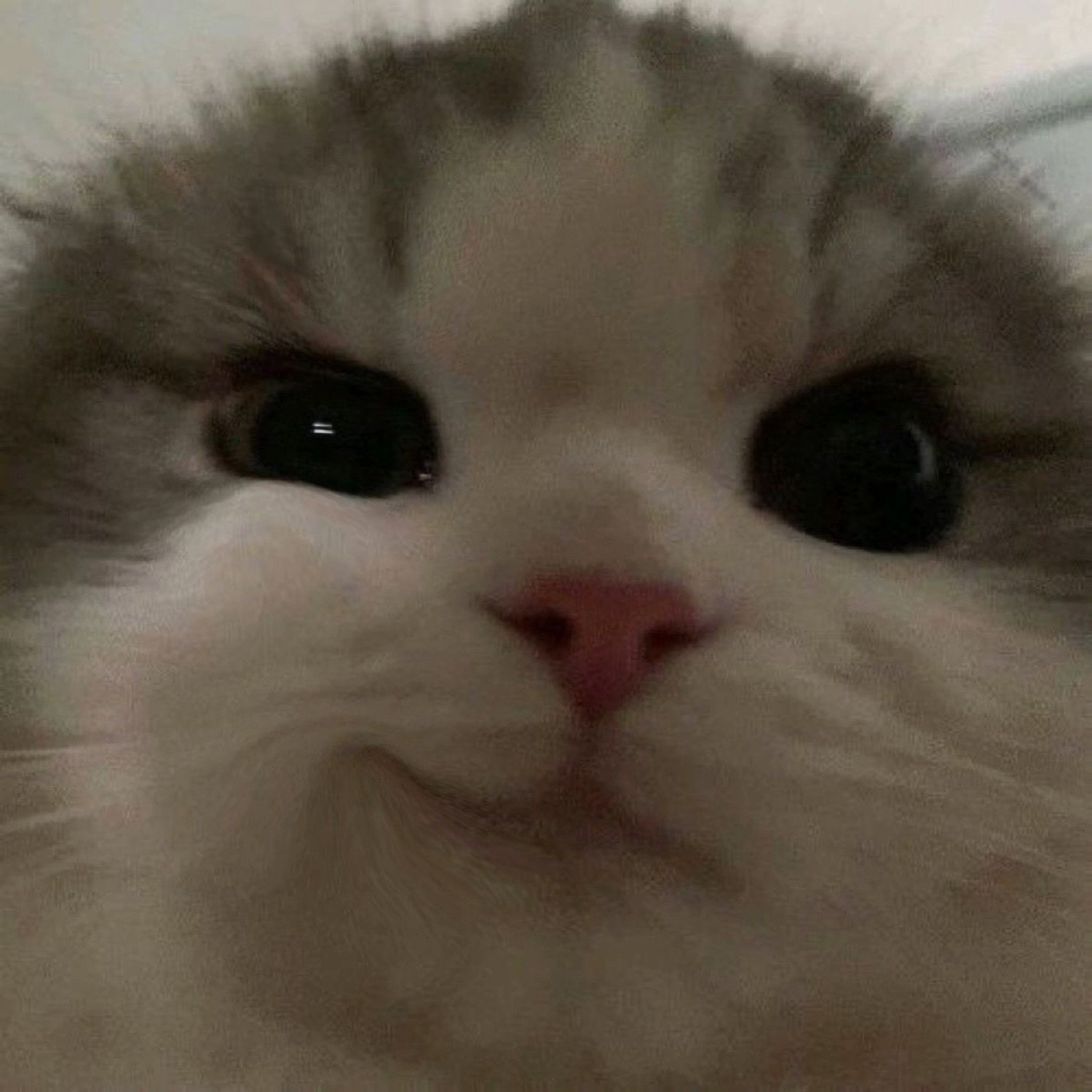 Fluffy kitten filling the frame up-close with big dark eyes and a coy little smile