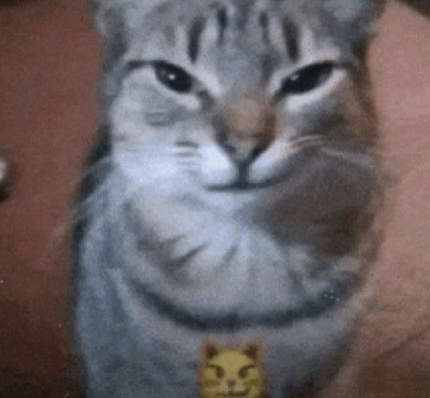 Gray tabby cat staring straight ahead with a knowing, slightly sinister smug expression