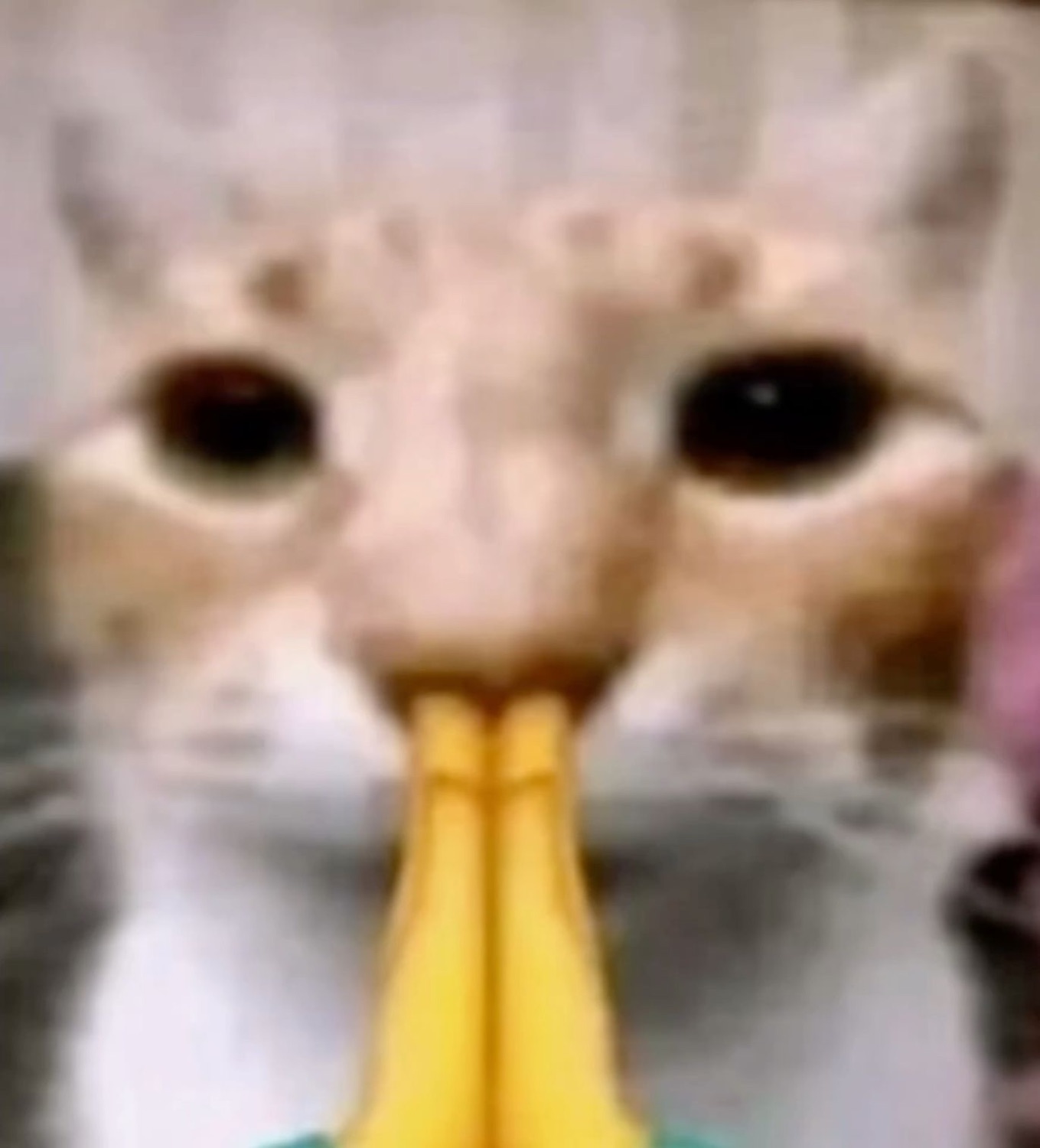 Close-up cat with a praying-hands emoji over its mouth staring blankly at the camera
