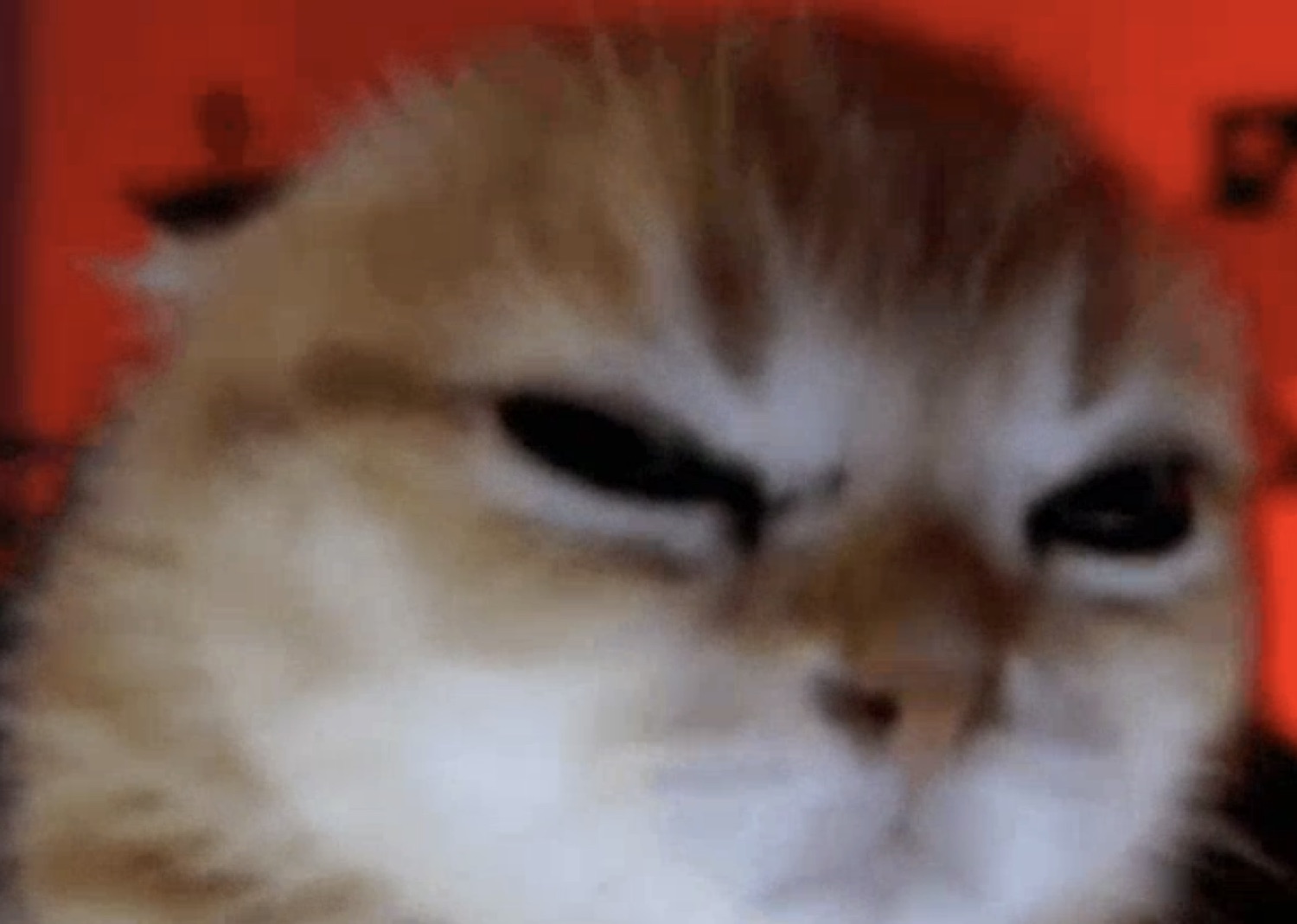 Fluffy cat scowling straight at the camera against a red glow, absolutely furious