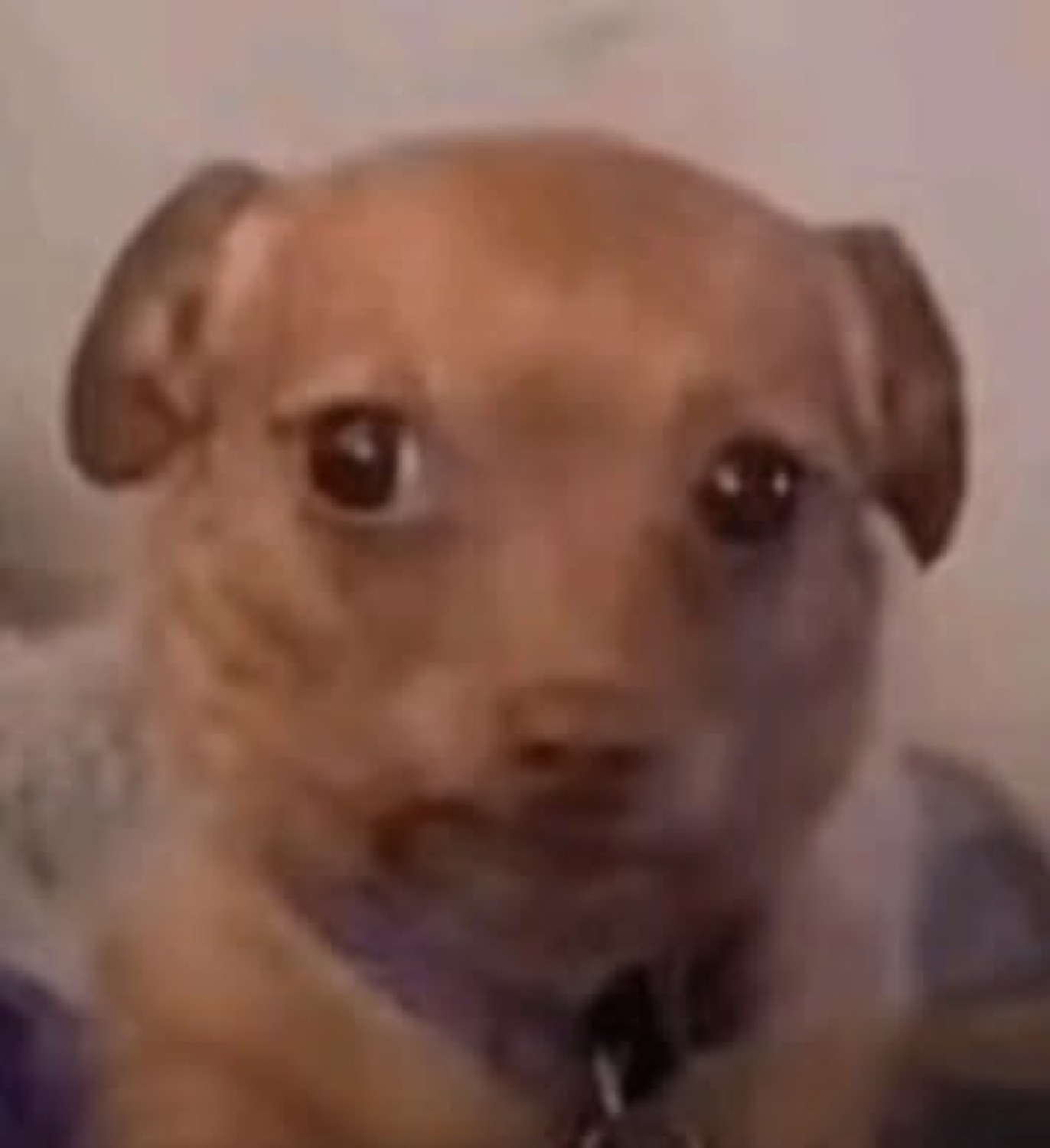 Small brown puppy with a tense, awkward closed-mouth look like it's holding something back