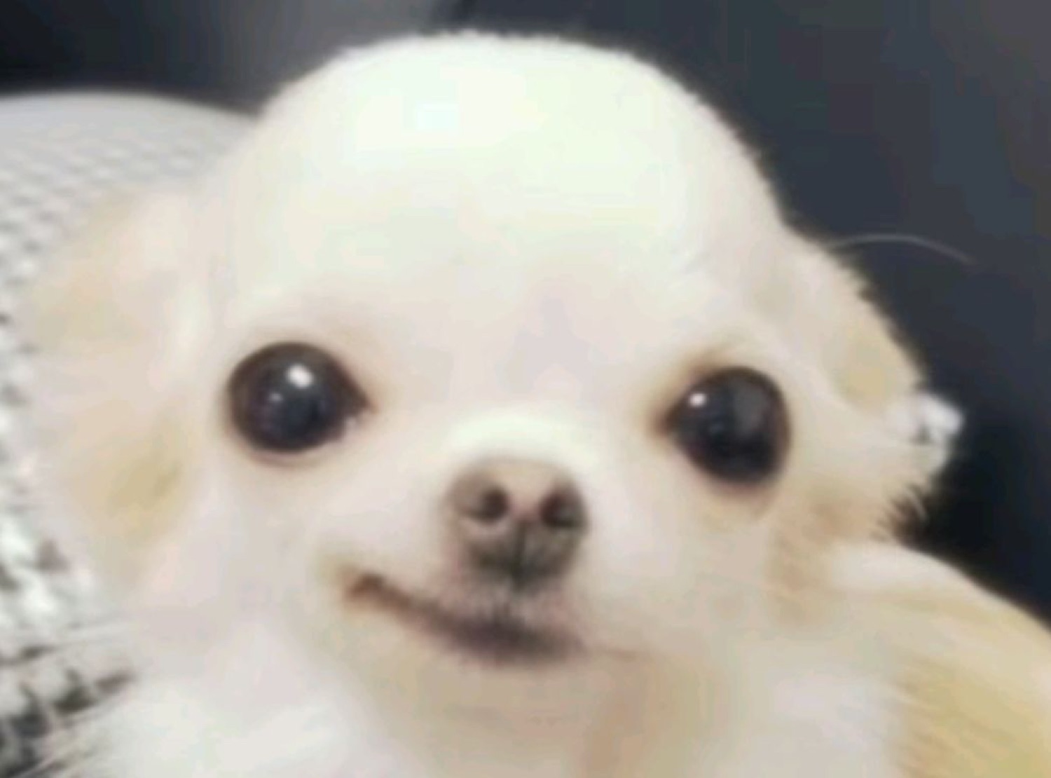 Fluffy white chihuahua giving a tight, slightly forced closed-mouth smile
