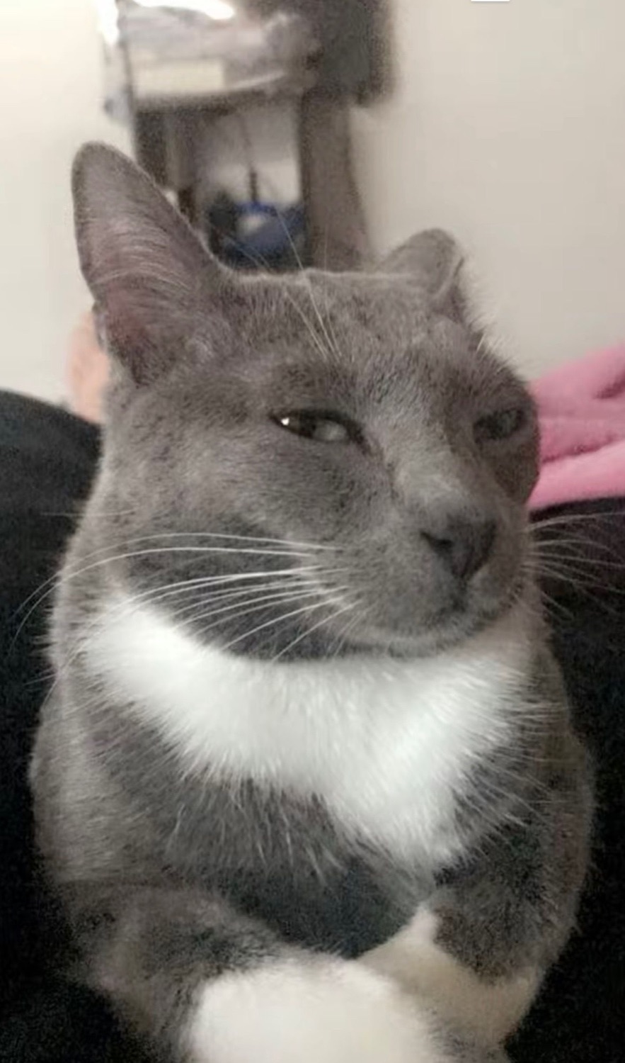 Chubby gray-and-white cat giving an extremely side-eyed, self-satisfied smirk