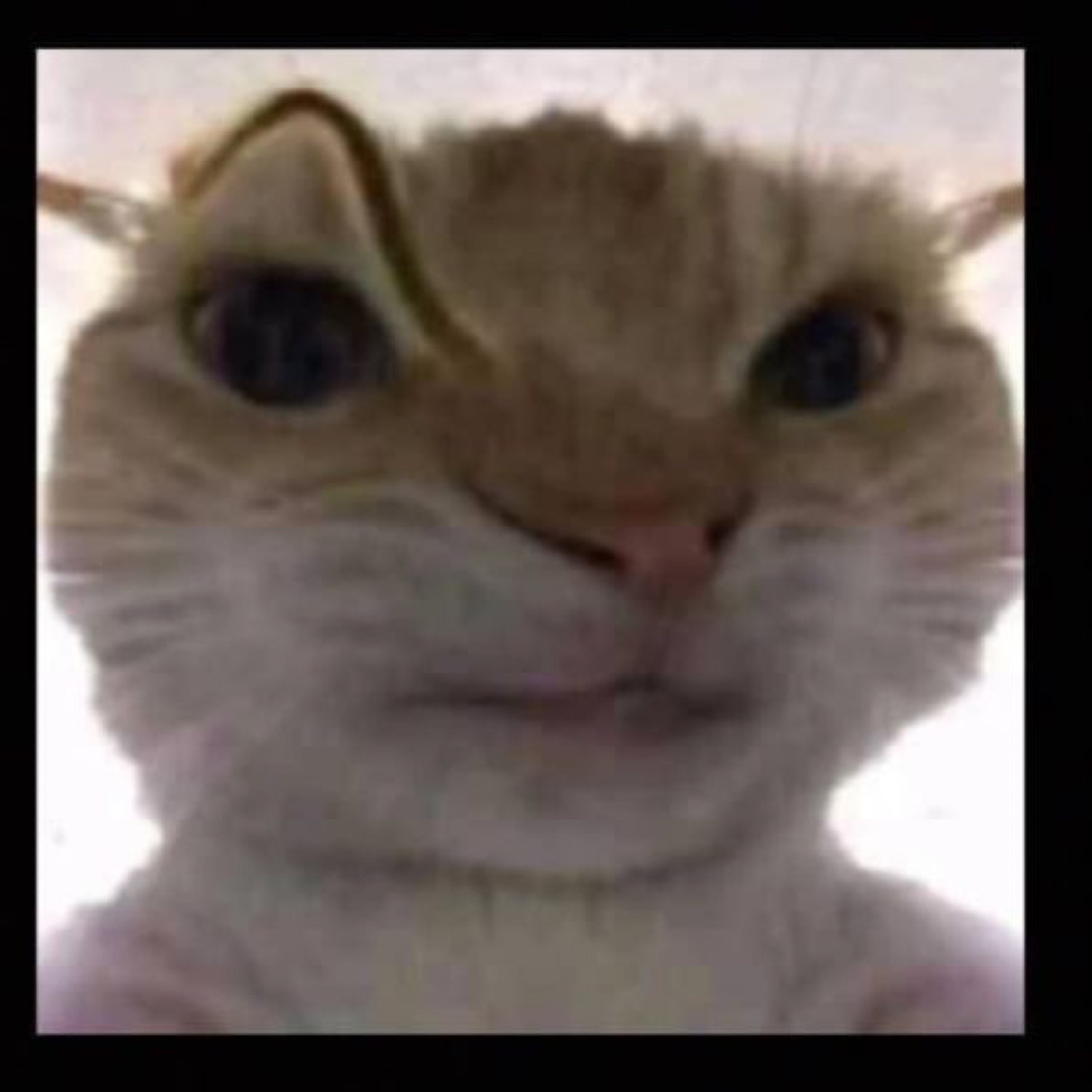 Chubby cat staring straight into your soul with tiny sunglasses perched on its head
