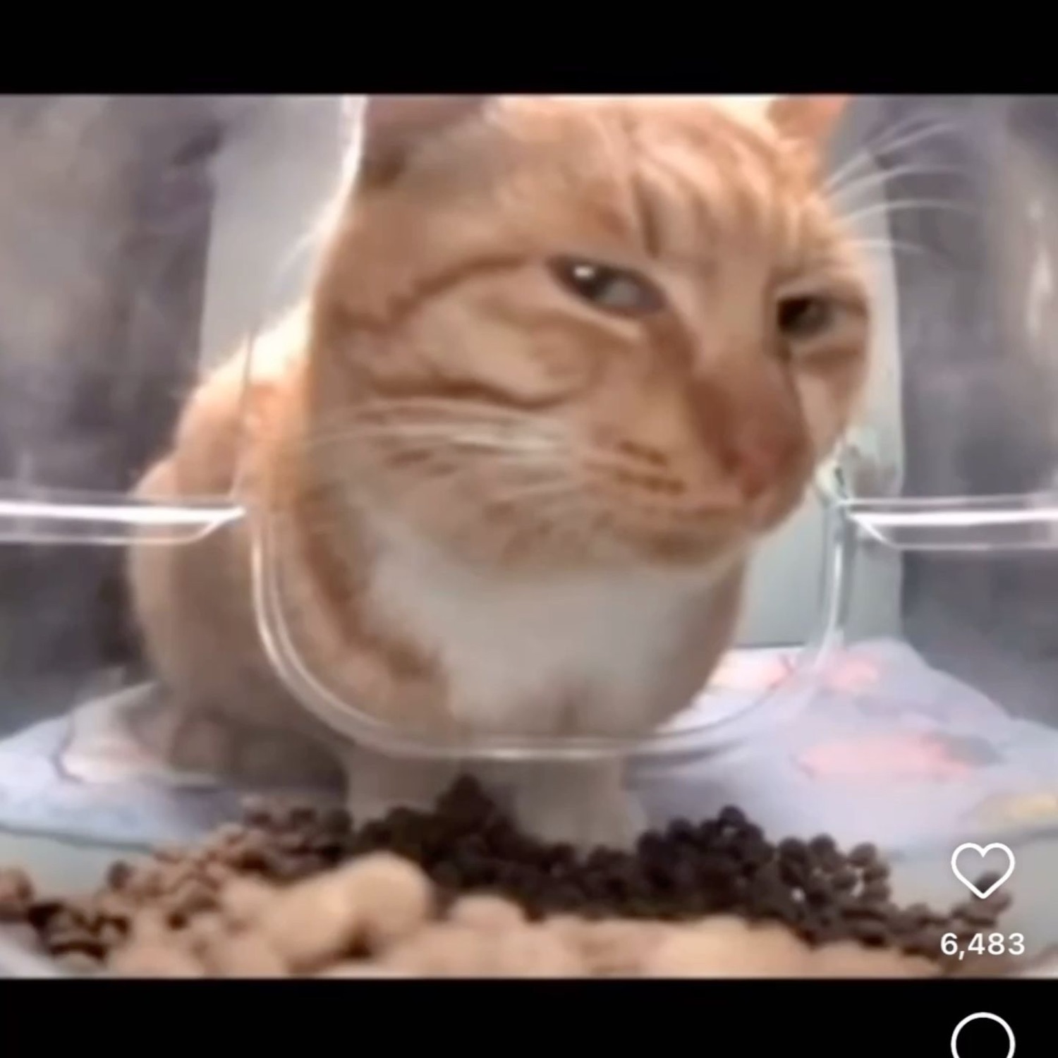 Orange cat squished against a screen giving a skeptical side-eye
