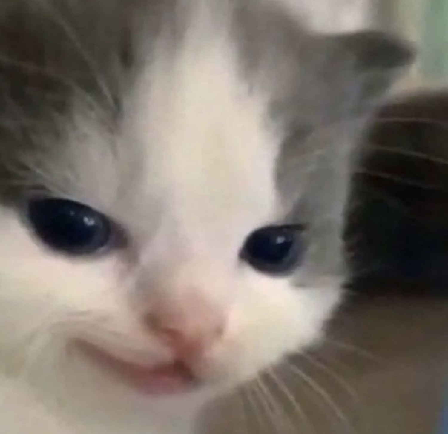 Tiny white kitten with big sad blue eyes looking utterly heartbroken