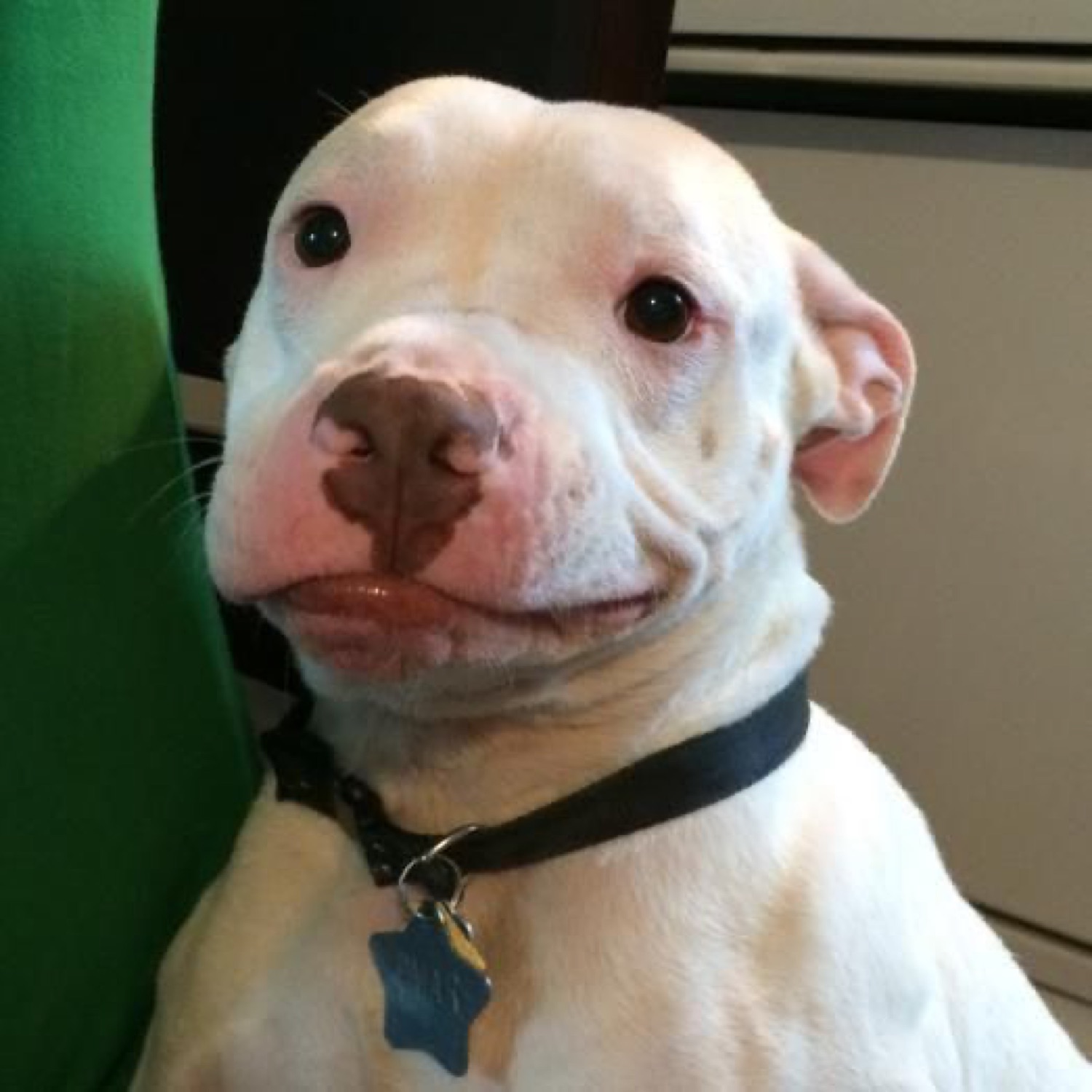 White pit bull puppy flashing an accidental smirk with one lip caught on its gums