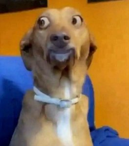 Dog with bug-eyes and a gaping mouth caught in pure shock