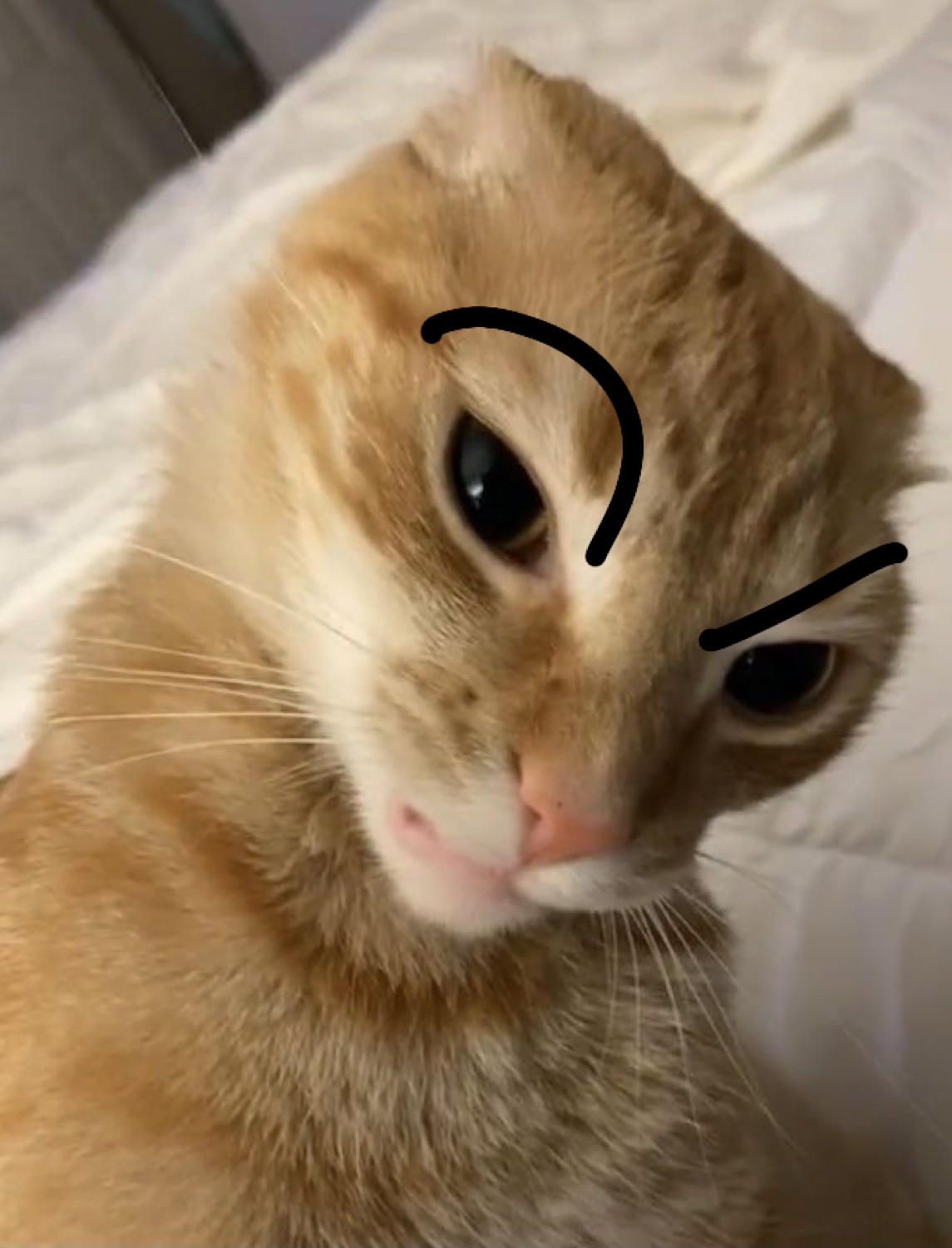 Orange cat with drawn-on angry eyebrows giving a skeptical, judgy glare
