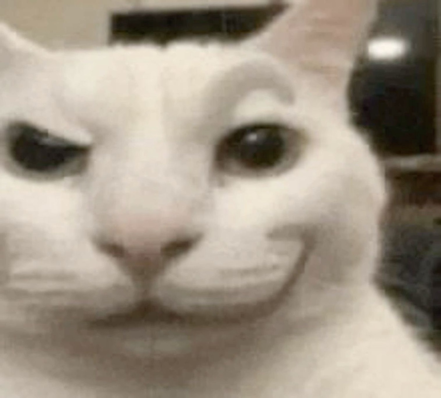 White cat with one eyebrow raised giving a sly, smug side glance