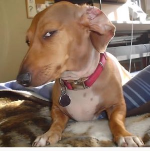 Dachshund giving a sharp sideways glare from its comfy spot on the bed