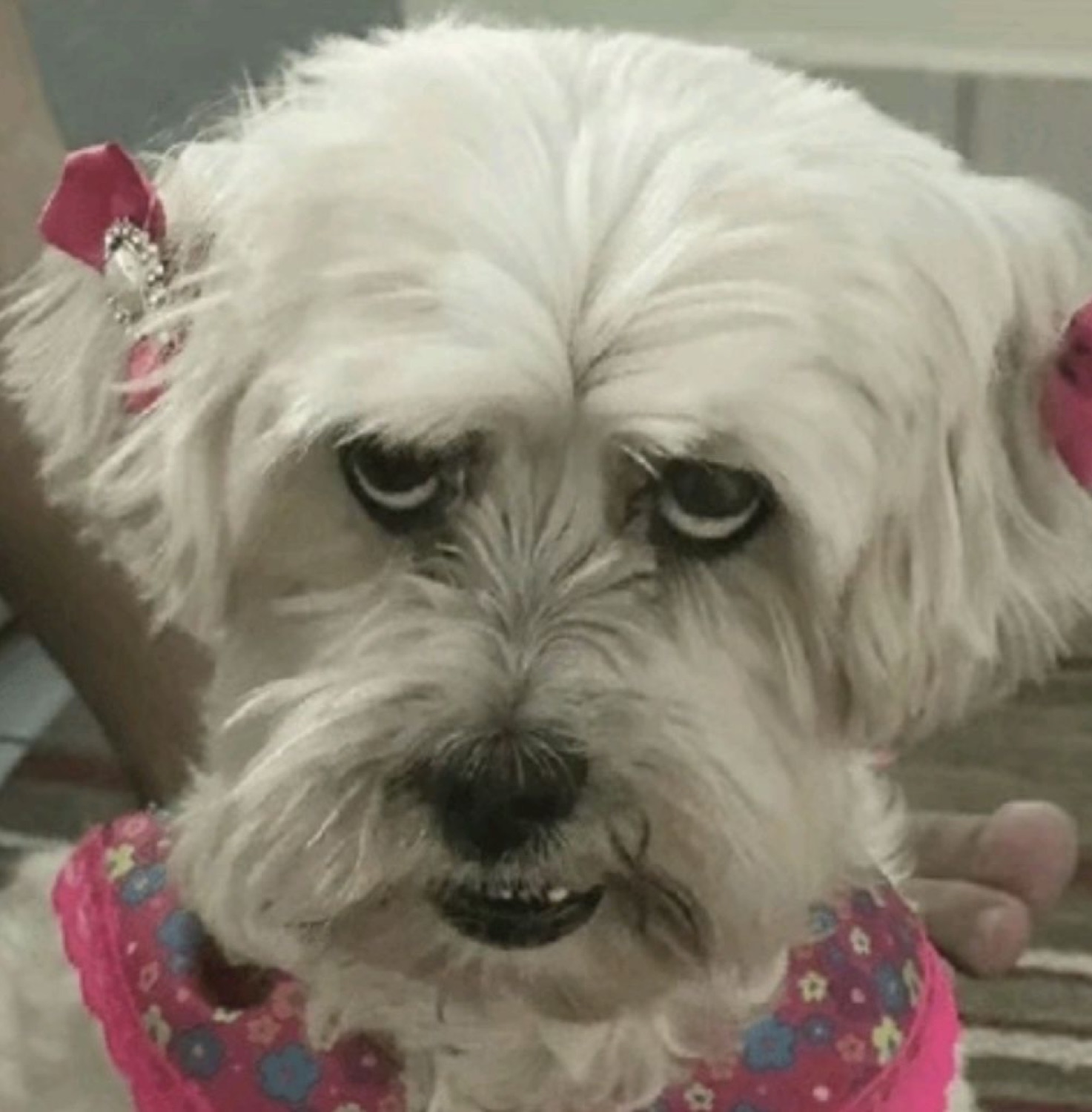 Fluffy white dog in a pink bow and dress glaring with barely concealed fury