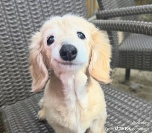 Fluffy cream dachshund puppy sitting up with the most adorable wide-eyed smile