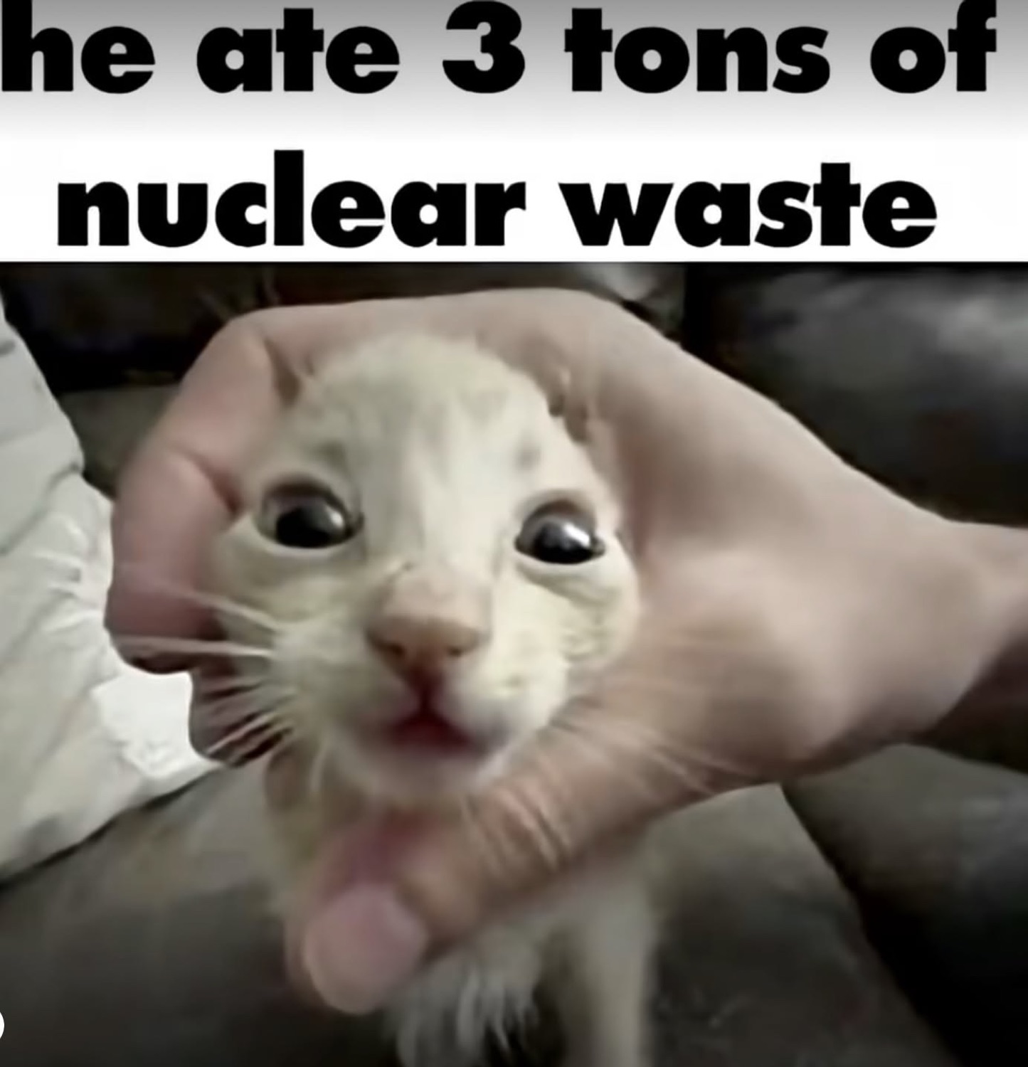 Squished kitten held by the face: 'he ate 3 tons of nuclear waste'