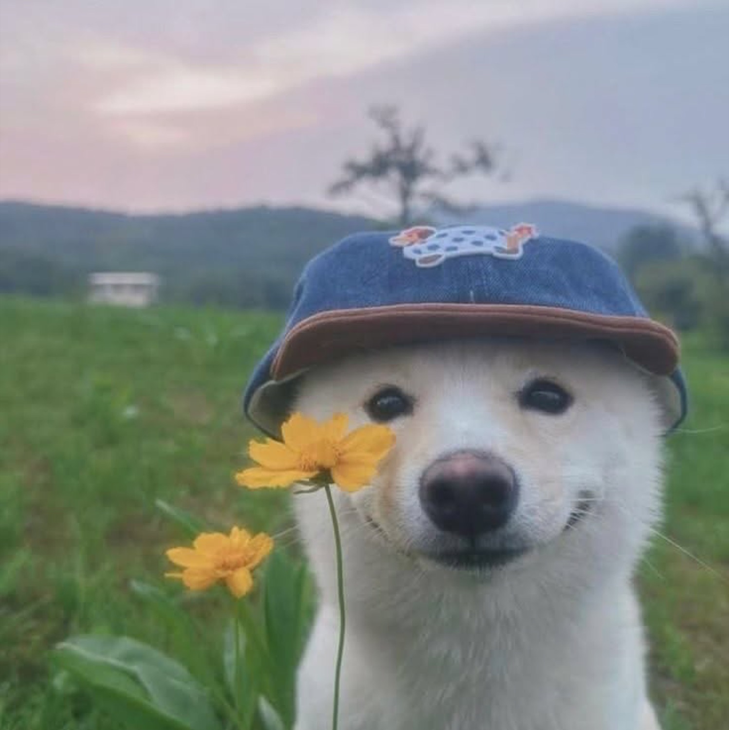 White Shiba Inu wearing a denim cap, smiling beside a yellow flower in a field